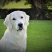 POONA, Golden Retriever