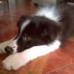 Steal Hearts, Border Collie