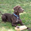 Salto, German Shorthaired Pointer