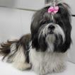 Noah, Shih Tzu