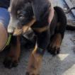 Thor, Cane da pastore di beauce