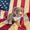 taz, Bouledogue Americain