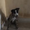 TURPIN, Whippet