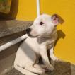 Blanca, Jack Russell Terrier