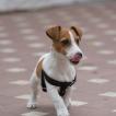 Titan, Jack Russell Terrier