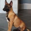 Sultan, Berger Malinois