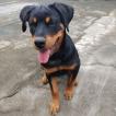 Baruki Prado, Rottweiler