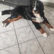 MAX, Boyero De Berna