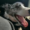 Onyx, Border Collie