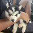 Kira, Husky Siberiano