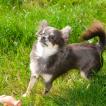 SCYLLA2, Chihuahua