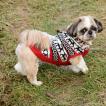 Nino, Shih Tzu