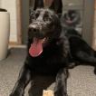 Loki, Perro Pastor Alemán