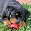 Gea, Rottweiler