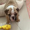 zinho, Bulldog Inglese