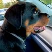 Roxy, Rottweiler