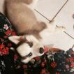 Maya, Husky Siberiano
