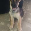Luna, Perro Pastor Alemán