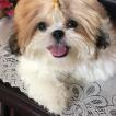 Altamar, Shih Tzu