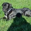 Onyx