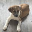 Newton, Border Collie