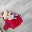 Lacky, Golden Retriever