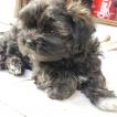 KYRA, Lhassa Apso
