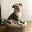 Sam, Bulldog