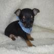 Júlio César, Pinscher (Alemán)