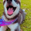 Leyla Pino, Husky Siberiano