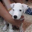 Tyson
