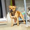 Sky, Staffordshire Bull Terrier