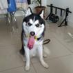 Joe, Husky Siberiano