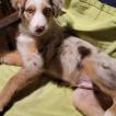 Tao, Berger Australien