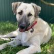 Luna, Otros perros