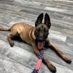 Havoc, Pastor Belga Malinois