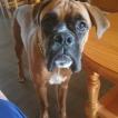 Boby, Boxer