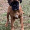 Thaïs, Boxer