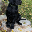 Thor, Cane Corso