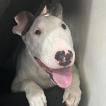 James, Bull Terrier