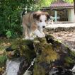 Tazz, Border Collie