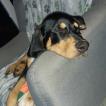 Titan, Altri cani