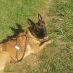 Hateya, Pastor Belga Malinois