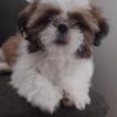 Sansao, Shih Tzu