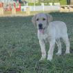 Lilly, Labrador Retriever