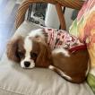 Molly, Cavalier King Charles Spaniel