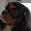 Patsy, Cavalier King Charles Spaniel