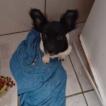 Lupi, Chihuahua