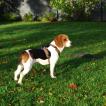 Spot, Beagle