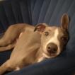 Tchoupie, Whippet